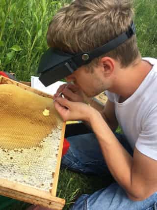 Matthias beim Umlarven für die Königinnenvermehrung