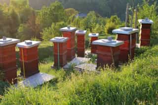 Unser Bienenstand in der Abendsonne