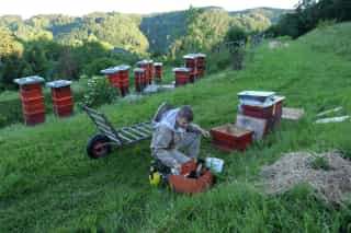 Matthias Amon bei den Vorbereitungen der Honigernte am Bienenstand