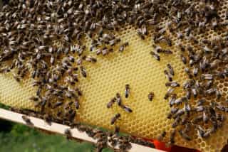Bienen auf einer Honigwabe