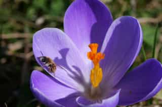 Wild bee on a purple crocus flower