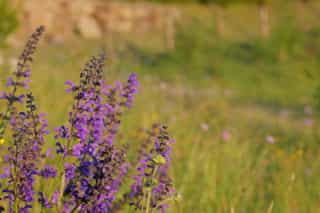 Meadow sage in our meadow orchard in the evening sun