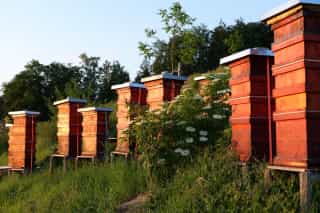 Our volcano-red beehives in the evening sun