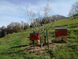 Romi's first two bee colonies under a blooming buddleia bush