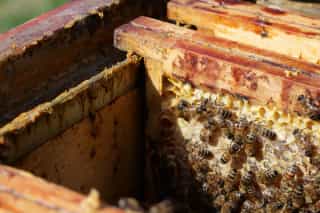 A look into our bees' brood chamber