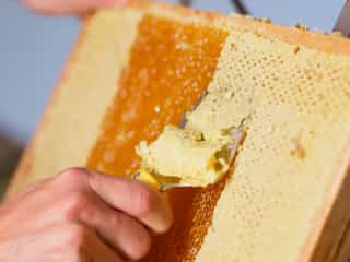 During the honey harvest, the wax cappings are removed with a cappings fork