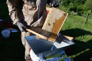 Bees are gently brushed off the honey frames during the harvest