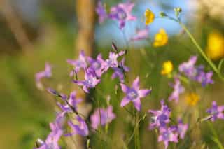 Purple rampion bellflowers in the evening sun