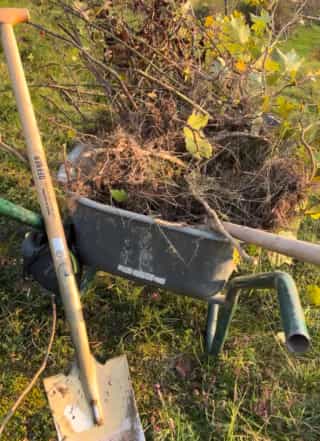 Scheibtruhe mit jungen Bäumen und Sträuchern, die gepflanzt werden