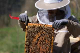 Matthias inspecting our bee colonies
