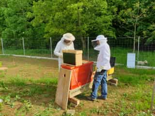 Matthias's first bee colony moves in