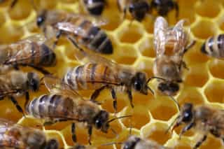 Close-up of honeybees on a honeycomb