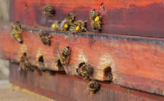 Honeybees with pollen baskets at the entrance of their hive