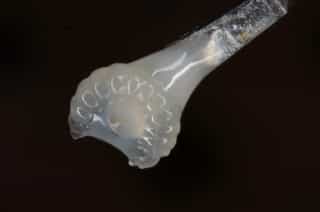 Larva of a queen bee