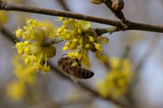 Nahaufnahme einer Honigbiene auf der Dirndlblüte