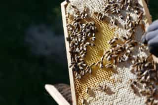 Close-up of a honeycomb with bees and capped honey