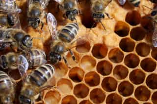 Honigbienen auf einer Brutwabe mit offener und verdeckelter Brut