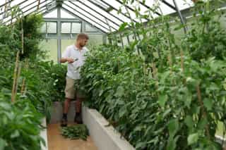 Matthias Amon bei der Arbeit im Gewächshaus
