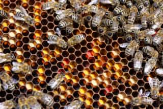 Bees on a brood comb with colorful pollen cells