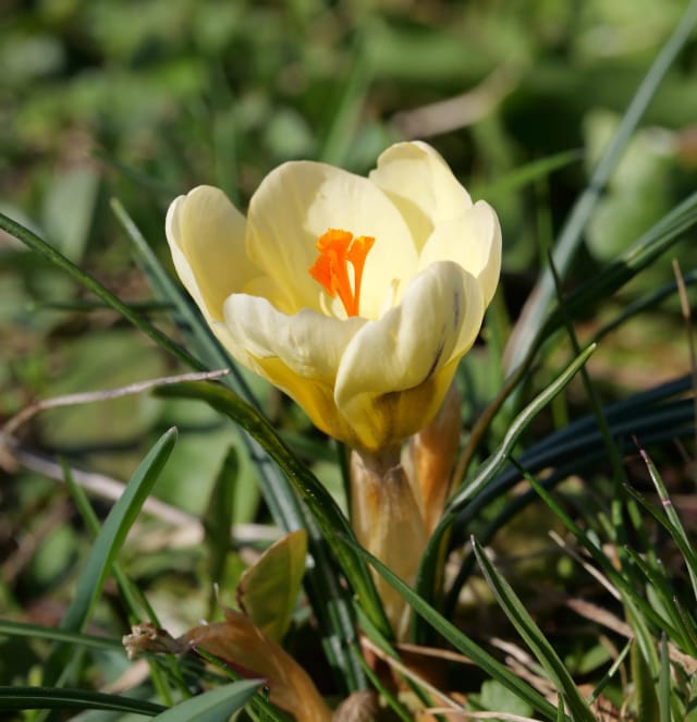 Gelbe Krokusblüte