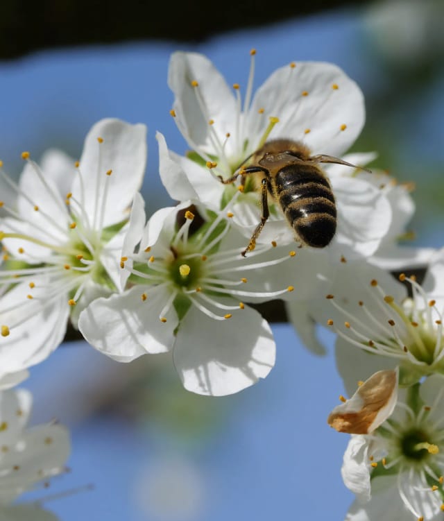 Honigbiene auf einer Mirabellenblüte